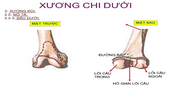 cơ xương khớp
