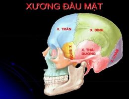 cơ xương khớp